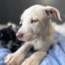 Thumbnail photo of Hudson #4