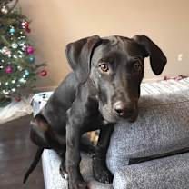 Thumbnail photo of Salem Owner #1