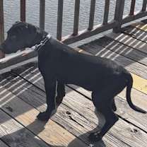 Thumbnail photo of Salem Owner #3