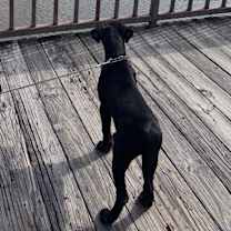 Thumbnail photo of Salem Owner #4