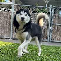 Thumbnail photo of Polu #2