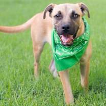 Thumbnail photo of George Lonestar #1