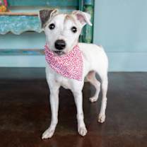 Thumbnail photo of Rusty #1