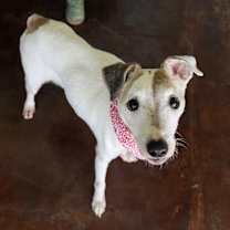 Thumbnail photo of Rusty #2