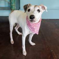 Thumbnail photo of Rusty #3