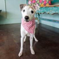 Thumbnail photo of Rusty #4