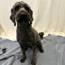 Thumbnail photo of Jingles #1