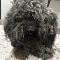 Thumbnail photo of Jingles #2