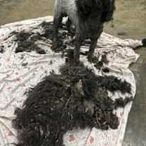 Thumbnail photo of Jingles #3