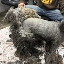 Thumbnail photo of Jingles #4