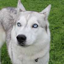 Thumbnail photo of Azula #3