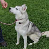 Thumbnail photo of Azula #4