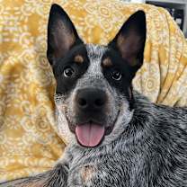 Thumbnail photo of Herbert #1