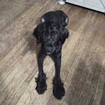 Thumbnail photo of Mila #2