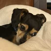 Thumbnail photo of Joey #2