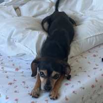 Thumbnail photo of Joey #3