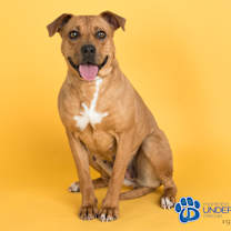 Thumbnail photo of Vesta #2