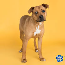 Thumbnail photo of Vesta #3