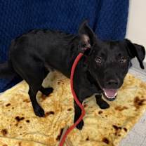 Thumbnail photo of *Elf* #2