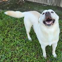 Thumbnail photo of Rocket Dixon #3