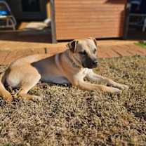 Thumbnail photo of George Lonestar #4