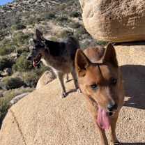 Thumbnail photo of Reishi #2