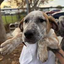 Thumbnail photo of Tinsel #1