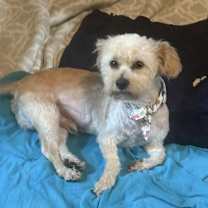 Thumbnail photo of Hash brown #2