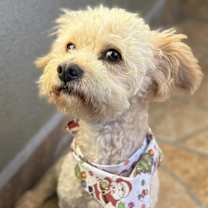 Thumbnail photo of Hash brown #3