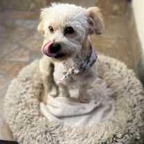 Thumbnail photo of Hash brown #4