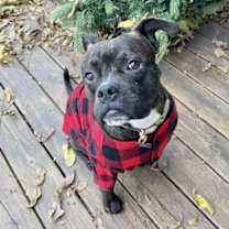 Thumbnail photo of Chip #2