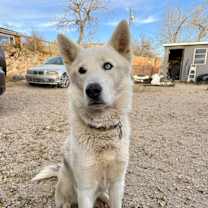 Thumbnail photo of Bruno #3