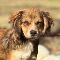 Thumbnail photo of Maggie #1