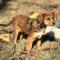 Thumbnail photo of Maggie #2