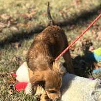 Thumbnail photo of Maggie #4