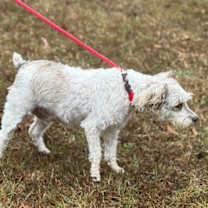 Thumbnail photo of Buddy O #3