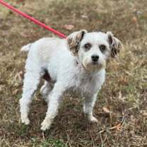 Thumbnail photo of Buddy O #4