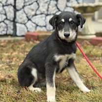 Thumbnail photo of Saucey #2