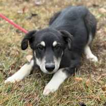 Thumbnail photo of Saucey #3