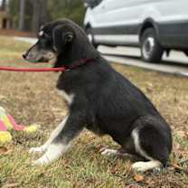 Thumbnail photo of Saucey #4