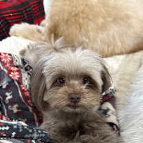 Thumbnail photo of Bula #1