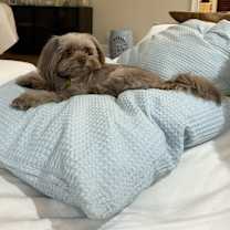 Thumbnail photo of Bula #3