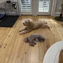 Thumbnail photo of Bula #4