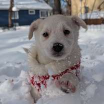 Thumbnail photo of Snowy #1