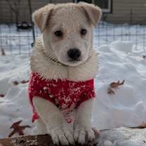 Thumbnail photo of Snowy #2