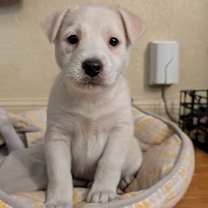 Thumbnail photo of Snowy #3