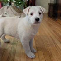 Thumbnail photo of Snowy #4