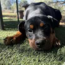 Thumbnail photo of Royal 25-10-109 #3