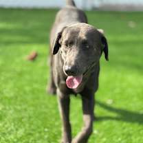 Thumbnail photo of Rooney #2