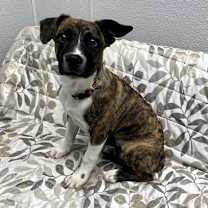 Thumbnail photo of Sparky #1